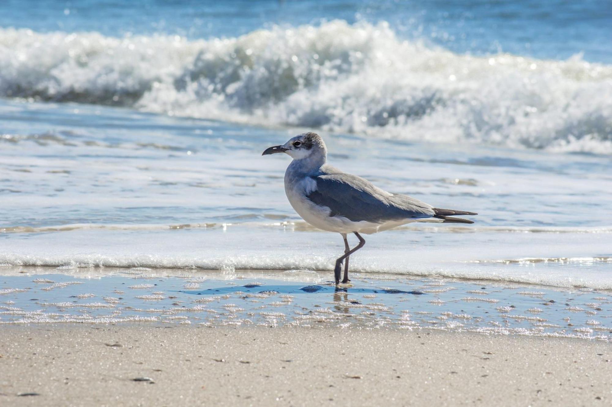 The Beach Is Only Steps Away Gulf Shores Exterior foto